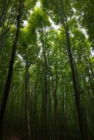 grand des arbres dans luxuriant forêt. carbone neutralité concept photo