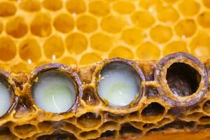 biologique Royal gelée production. Royal gelées dans le abeille reine cellules dans se concentrer. photo