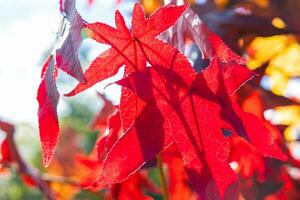 rouge déchue feuilles sur le arbre dans se concentrer. tomber ou l'automne Contexte photo