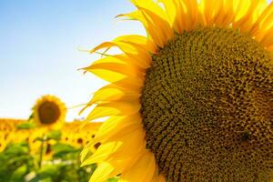 tournesol fleur tête dans concentrer dans le tournesol champ. photo