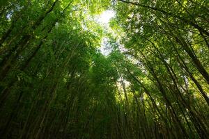 forêt voir. carbone net zéro ou carbone neutralité concept Contexte photo