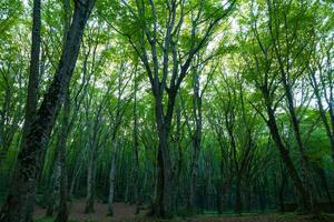 forêt vue de à l'intérieur le forêt. carbone net zéro concept Contexte photo