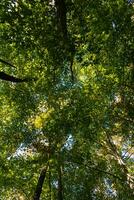 luxuriant forêt voir. forêt Contexte verticale photo. carbone neutralité concept photo