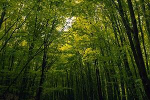 luxuriant forêt. forêt vue de à l'intérieur et grand des arbres avec vert feuilles photo