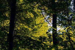 vert feuilles sur le des arbres à le coucher du soleil. monde environnement journée concept photo