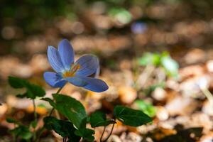 l'automne crocus ou colchique automnal dans le forêt photo