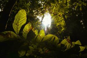 feuilles illuminé par lumière du soleil dans le forêt. carbone neutralité concept photo