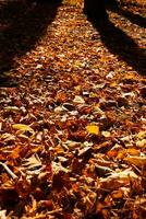 l'automne ou tomber voir. déchue marron feuilles sur le forêt sol photo