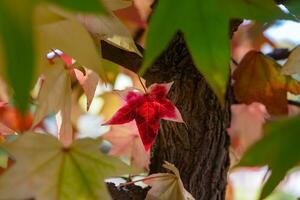 une rouge feuille sur le arbre à l'intérieur le vert feuilles. tomber Contexte photo