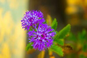 une fermer pixel de deux violet fleurs sur une buisson photo