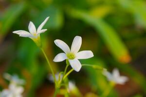 jasmin fleurs dans le vert jardin photo