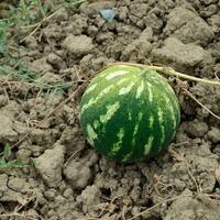 le croissance pastèque dans le champ photo