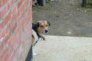 bâtard chien sur une chaîne photo