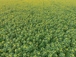 champ de tournesols. Haut voir. photo