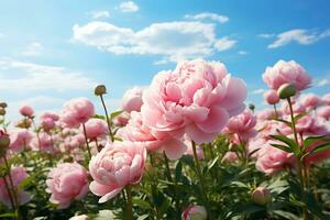 ai généré doux rose pivoines épanouissement en dessous de une ensoleillé bleu ciel photo