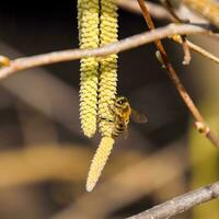 pollinisation par les abeilles des boucles d'oreilles Noisette. floraison noisette Noisette. photo