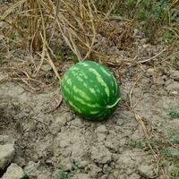 pastèque, pincé de le jardin, mensonge sur le sol. photo