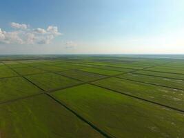 le riz des champs sont inondé avec l'eau. inondé riz rizières. agronomique méthodes de croissance riz dans le des champs. photo