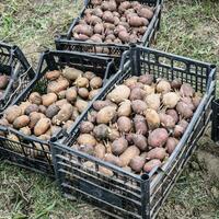 des boites avec patates photo