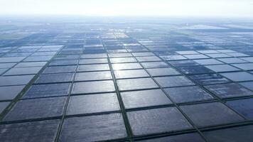 inondé riz rizières. agronomique méthodes de croissance riz photo