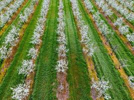 épanouissement Jeune prune jardin, Haut voir. envergure de le drone plus de le prune épanouissement jardin. photo