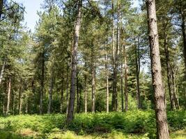 pin des arbres et fougère dans allerthorpe les bois, est Yorkshire, Angleterre photo