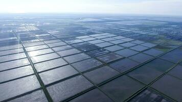 inondé riz rizières. agronomique méthodes de croissance riz photo