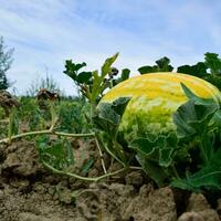 le croissance pastèque dans le champ photo