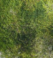 Haut vue de une fleur clairière dans le jardin. pissenlits sont Jaune fleurs et autre fleurs photo