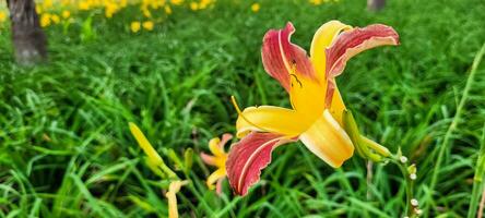 être enchanté par le exubérance de une vert jardin, où une vibrant Jaune fleur vole le montrer. un image cette inspire fraîcheur et vitalité. avoir cette toucher de la nature maintenant photo