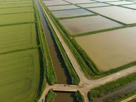 le riz des champs sont inondé avec l'eau. inondé riz rizières. agronomique méthodes de croissance riz dans le des champs. photo