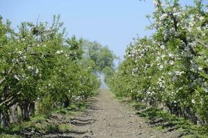 épanouissement Pomme verger. adulte des arbres Floraison dans le Pomme verger. photo