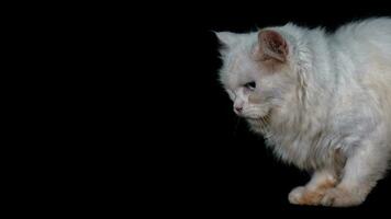 portrait de une persan race chat Felis catus photo