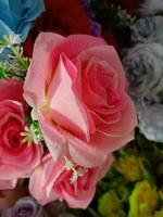 des roses fleur épanouissement beauté la nature et doux brouiller photo