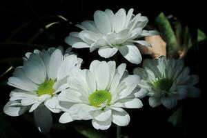 une brin de blanc chrysanthème indice fleur photo