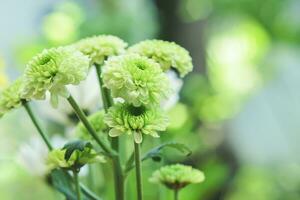 chrysanthème morifolium fleur avec vert pétales photo