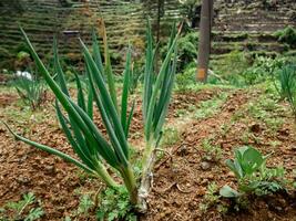 Scallion croissance dans Montagne des champs photo