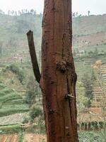 arbre les troncs dans le montagnes plein de champ les plantes photo