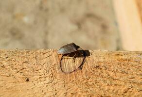 puanteur punaise sur une en bois planche. marron bogue. photo