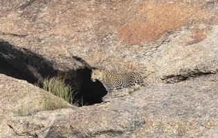 Leopard Panthera pardus debout hors de la grotte sur les collines d'Aravali photo