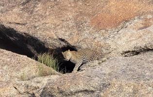 Leopard Panthera pardus debout hors de la grotte sur les collines d'Aravali photo