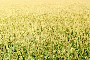 champ de riz dans le riz rizières photo