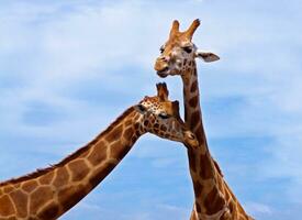 girafe sur le ciel photo