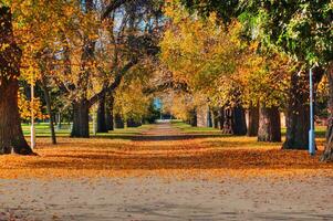 l'automne parc dans Melbourne photo