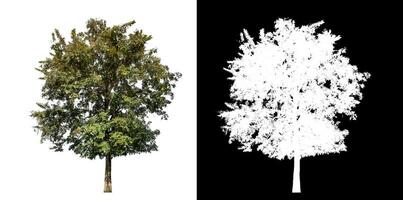 Célibataire arbre sur blanc Contexte avec coupure chemin et alpha canal sur noir Contexte. photo