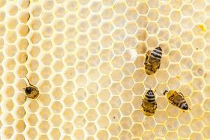 les abeilles extrait mon chéri de nids d'abeille sur en bois cadres. cette mon chéri a une unique goût et arôme, jouissance de le vrai délice de la nature photo