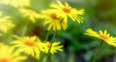 Jaune marguerites doronicum orientale, le léopard fléau fermer sur une flou vert Contexte. photo