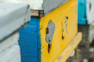 les abeilles à vieux ruche entrée. les abeilles de retour de mon chéri collection à Jaune ruche. les abeilles à entrée. abeille colonie gardes ruche de pillage miellat. les abeilles revenir à ruche après miel. copie espace photo