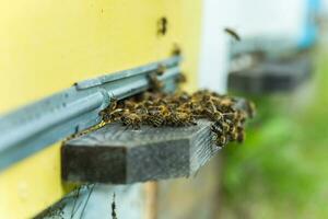 les abeilles à vieux ruche entrée. les abeilles de retour de mon chéri collection à Jaune ruche. les abeilles à entrée. abeille colonie gardes ruche de pillage miellat. les abeilles revenir à ruche après miel. copie espace photo