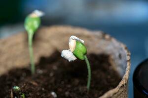 Zucchini ensemencement est transplanté dans le sol après germination de graines. croissance durable des légumes pour végétaliens et végétariens photo